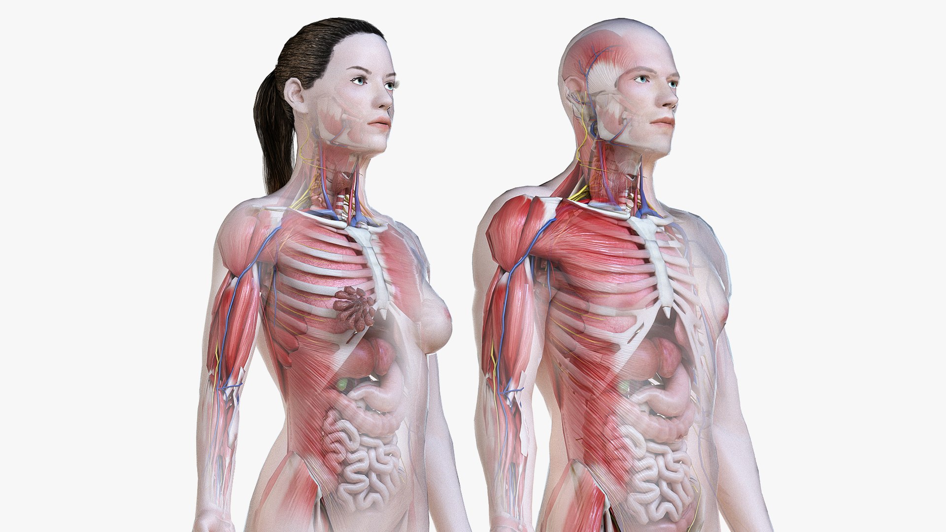 3D set male female anatomy https://p.turbosquid.com/ts-thumb/by/mB1ukj/A7XnZxon/signature_cinema/jpg/1584534499/1920x1080/fit_q87/e791b193d3051e8551f9814db0e12a374217aad7/signature_cinema.jpg
