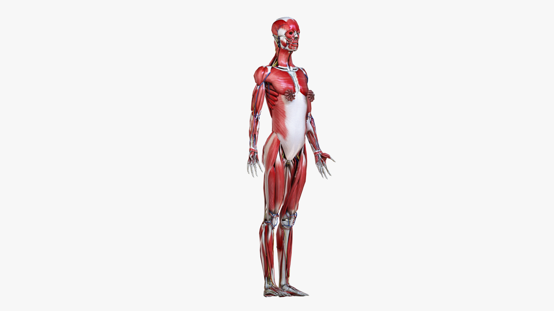 3D set male female anatomy https://p.turbosquid.com/ts-thumb/by/mB1ukj/fd1TQWbt/ts_female_lowpoly_turntable_anatomy/jpg/1583842947/1920x1080/turn_fit_q99/a2f7a13593d412a7eae309f327d2b0aaf5ef0afd/ts_female_lowpoly_turntable_anatomy-1.jpg