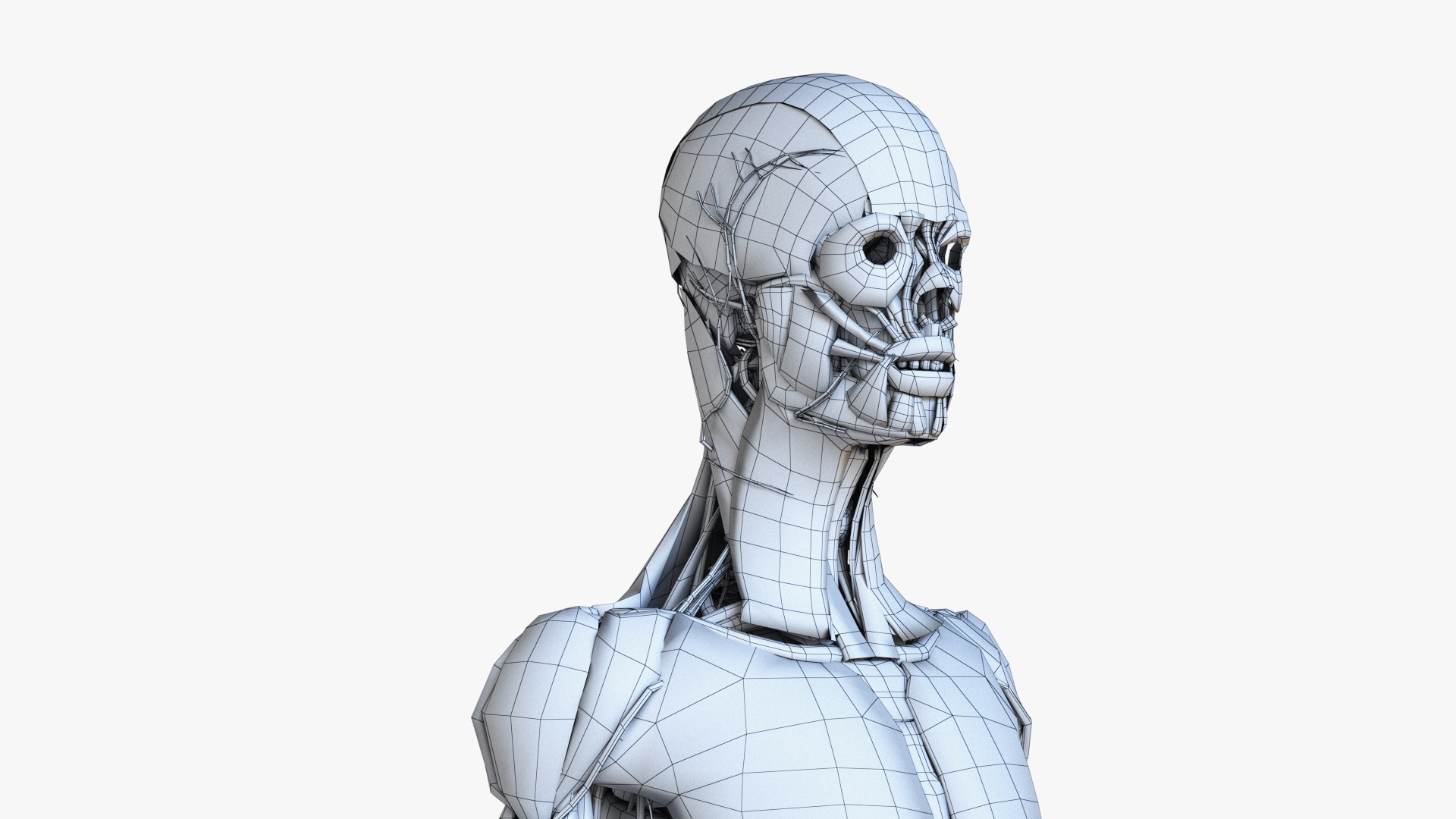 3D set male female anatomy https://p.turbosquid.com/ts-thumb/by/mB1ukj/i0rZiNhZ/ts_female_lowpoly_wire_anatomy0004/jpg/1583844822/1920x1080/fit_q87/8e07b4bbdbbbd37db20d7de7808e4e125c1ca7bd/ts_female_lowpoly_wire_anatomy0004.jpg