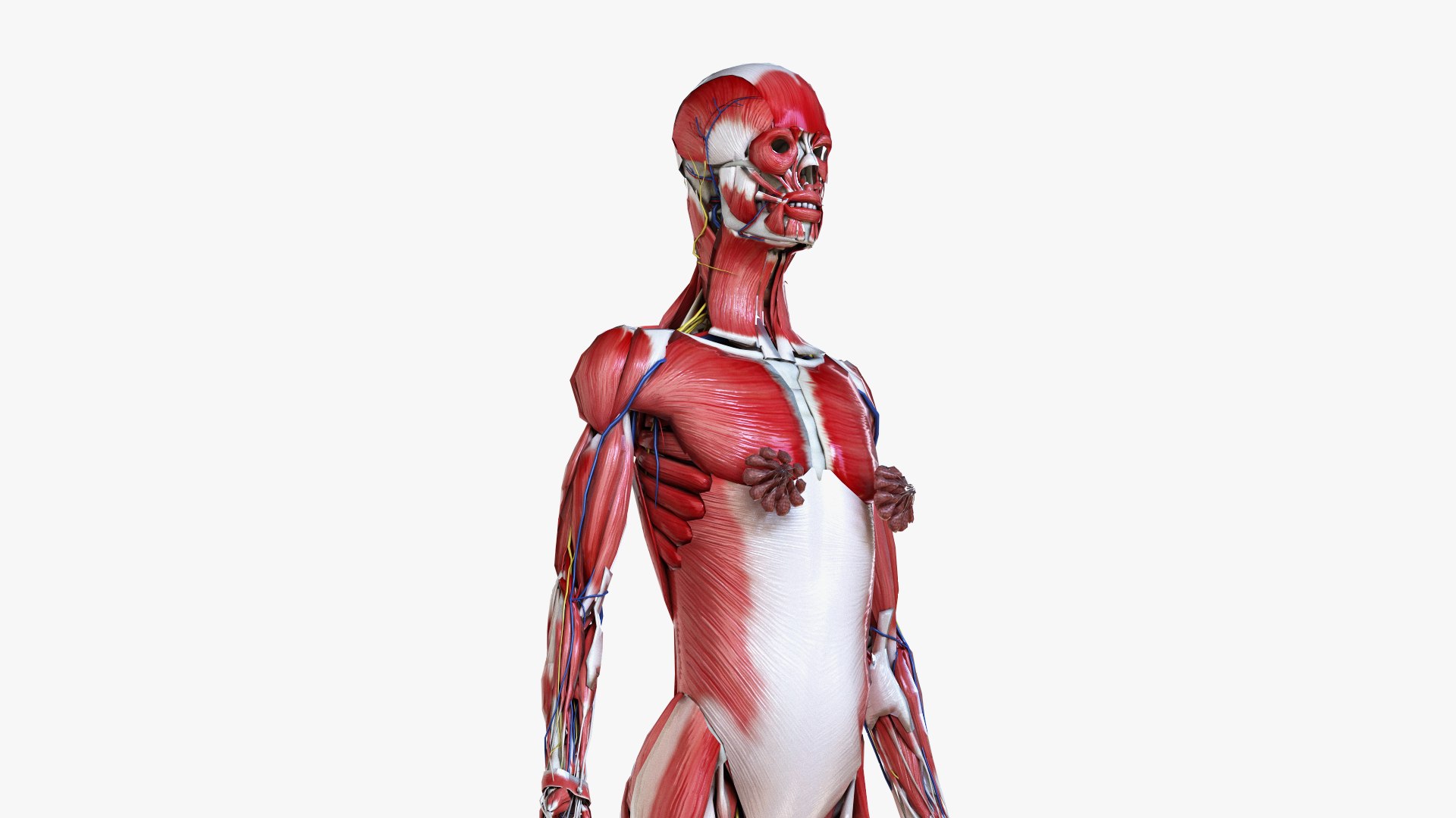 3D set male female anatomy https://p.turbosquid.com/ts-thumb/by/mB1ukj/oxstNYCx/ts_female_lowpoly_anatomy0000/jpg/1583843752/1920x1080/fit_q87/78582c127ee5d224fcb9f6546ad6ccd1185bf967/ts_female_lowpoly_anatomy0000.jpg