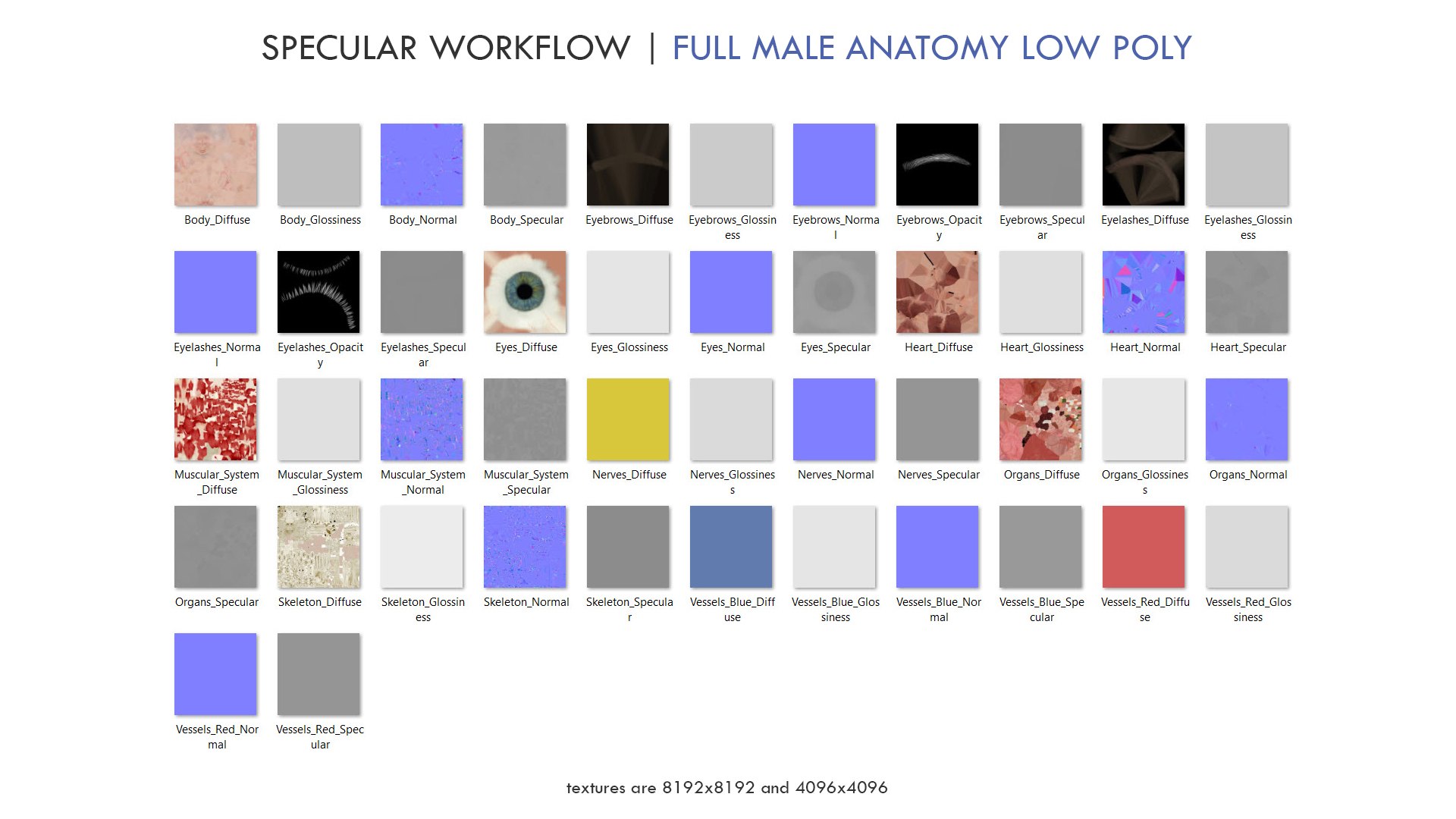 3D set male female anatomy https://p.turbosquid.com/ts-thumb/by/mB1ukj/zvz8a7xM/specular_pipeline/jpg/1583844950/1920x1080/fit_q87/63e76a769570335f6a5b559fadd3532b110ec2c3/specular_pipeline.jpg