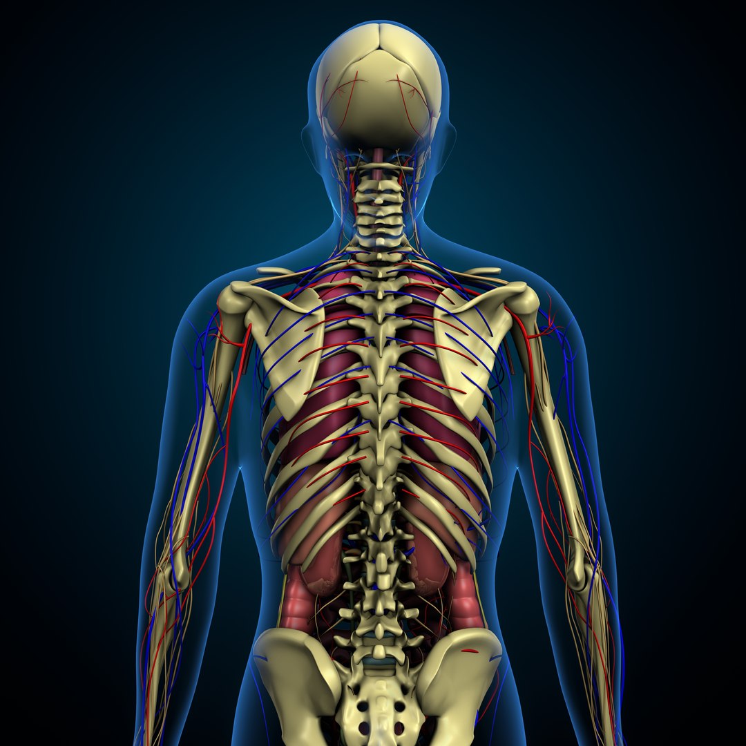 3D human male complete anatomy - TurboSquid 1789802