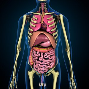 human male complete anatomy