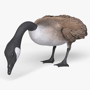 Grazing Goose Animated Rigged For Blender