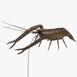 Freshwater Prawn Hiratetenagaebi