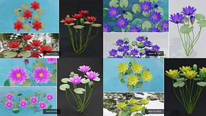 3D WaterLily Plant Collection model