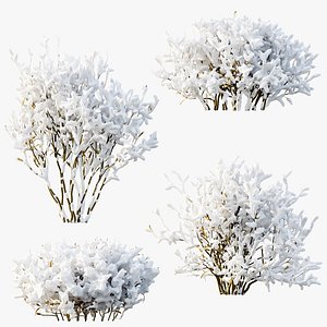 3D AV Winter Plant Snow Nerium Oleander Flower and Snow Salvia Mexican Sage model