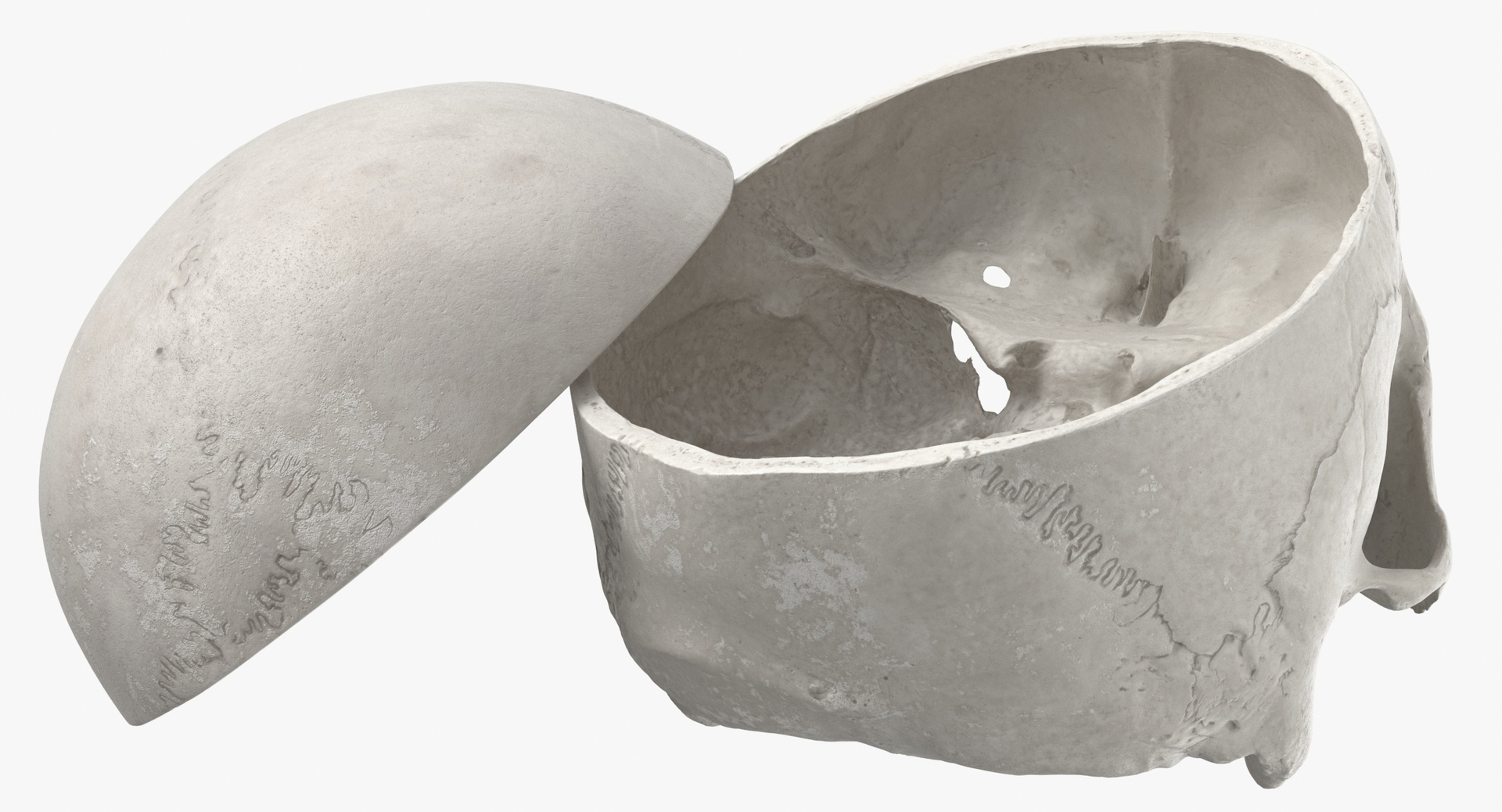 3D Human Open Skulls Collection White - 4 models model - TurboSquid 1746589