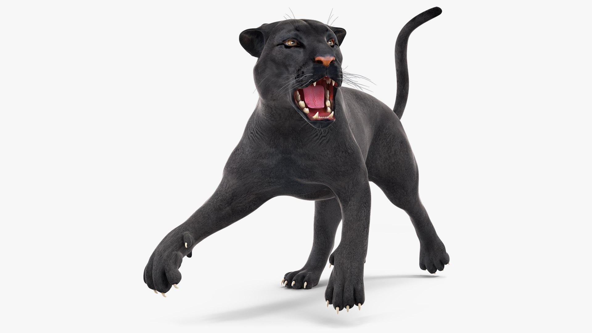 Black Panther Rigged 3D model https://p.turbosquid.com/ts-thumb/by/zMR4Cr/Ww/blackpantherriggedmb3dmodel001/jpg/1712020927/1920x1080/fit_q87/8088f4ead3f596c0f144a76beeafd36b02bd6859/blackpantherriggedmb3dmodel001.jpg