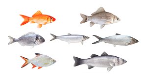 Fish Collection 3D model