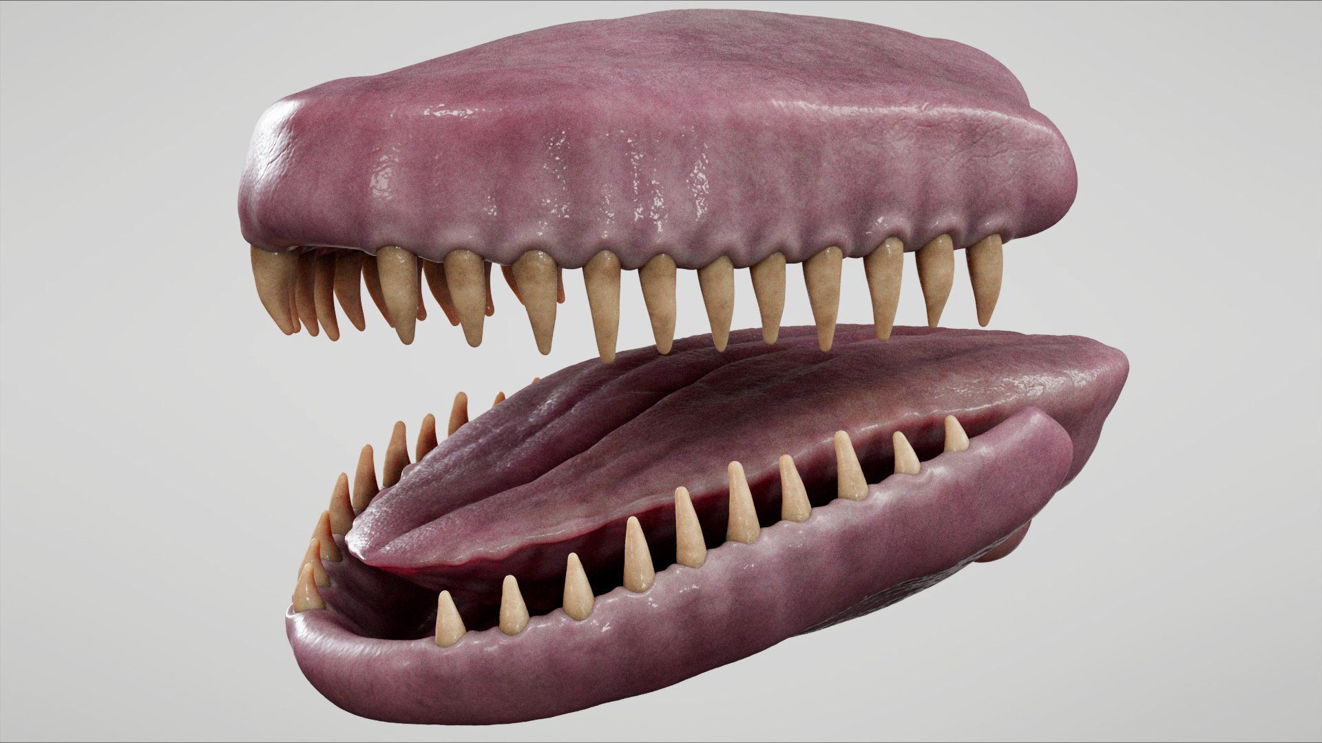 3D 4K False Killer Whale model https://p.turbosquid.com/ts-thumb/bz/5o9Ced/45/q1/jpg/1756908579/1920x1080/fit_q87/a9821b79e816e6e5e81aeabc6805e791280924f9/q1.jpg