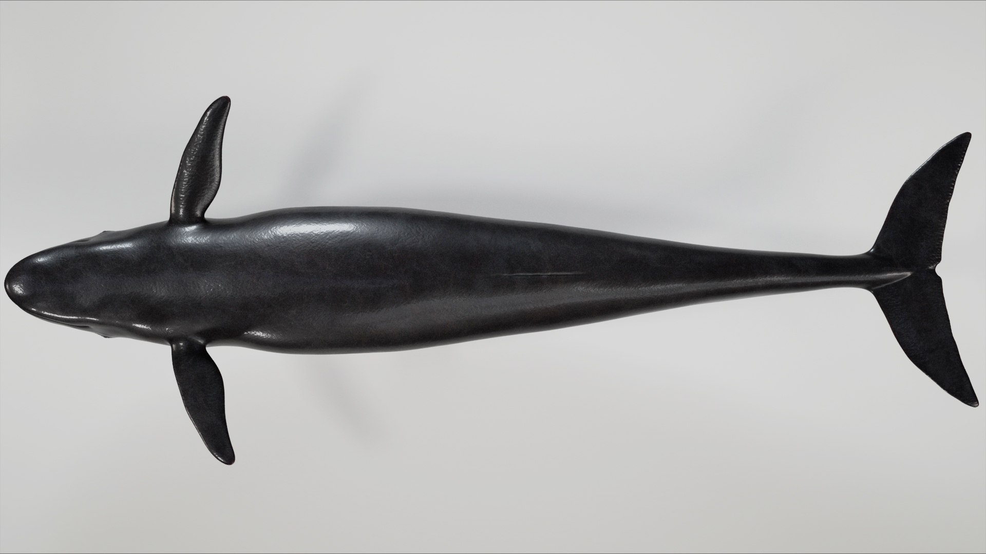 3D 4K False Killer Whale model https://p.turbosquid.com/ts-thumb/bz/5o9Ced/LO/s4/jpg/1756908583/1920x1080/fit_q87/f5bcfb5c90a04d4010f8ccd57fb51feaee6af75a/s4.jpg
