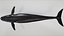 4K False Killer Whale