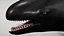 4K False Killer Whale