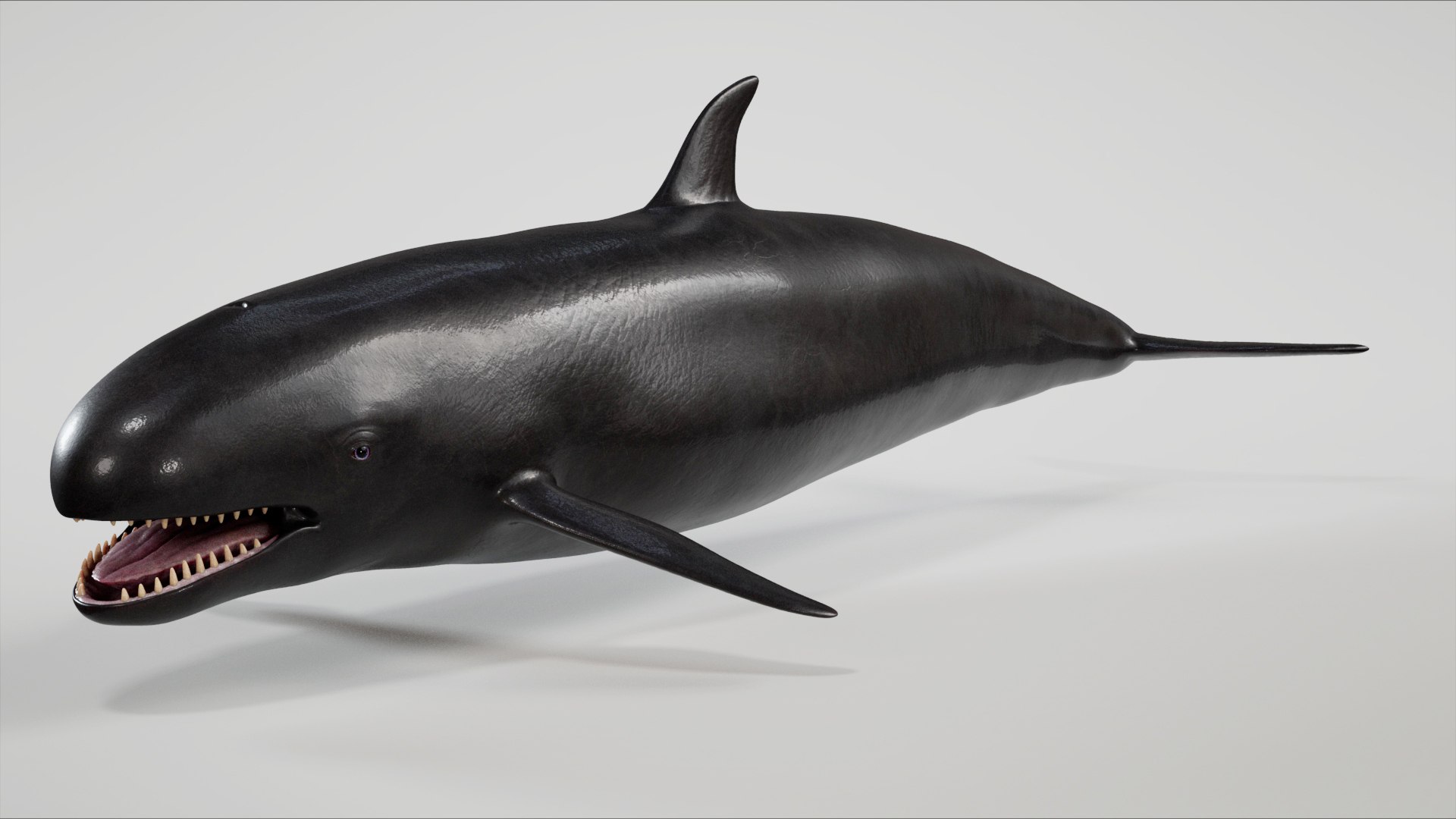 3D 4K False Killer Whale model https://p.turbosquid.com/ts-thumb/bz/5o9Ced/Oo/s1/jpg/1756908581/1920x1080/fit_q87/22270527b85414a1e11bcd8dd7b37944a0faf9fc/s1.jpg