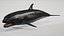 4K False Killer Whale
