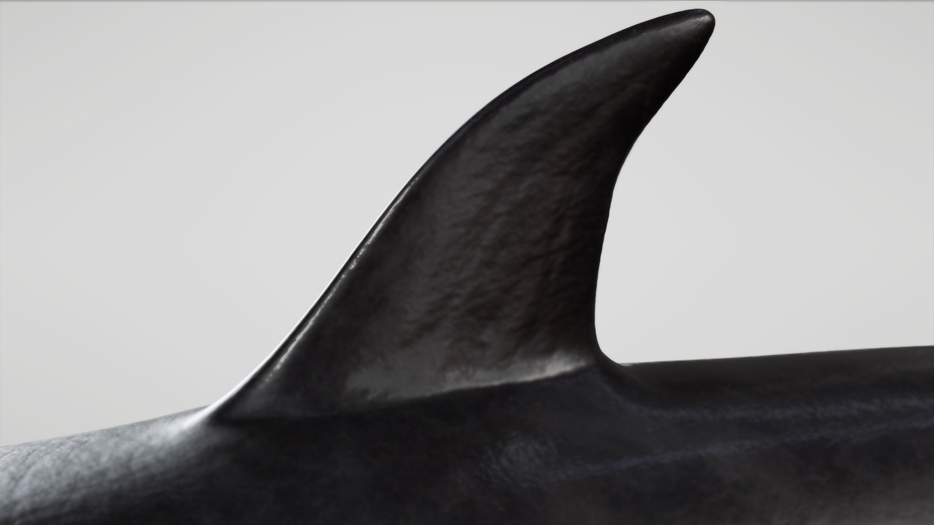 3D 4K False Killer Whale model https://p.turbosquid.com/ts-thumb/bz/5o9Ced/Rz/s14copy/jpg/1756908588/1920x1080/fit_q87/76fdf32e037cfad4e26ffa6fcca5c8f91af21d42/s14copy.jpg