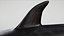 4K False Killer Whale