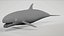 4K False Killer Whale