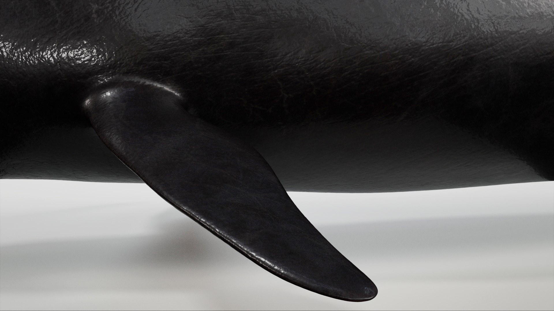 3D 4K False Killer Whale model https://p.turbosquid.com/ts-thumb/bz/5o9Ced/lq/s12/jpg/1756908586/1920x1080/fit_q87/99de99489b33fa5c33b75672e6f6f3b9b936db36/s12.jpg