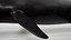 4K False Killer Whale