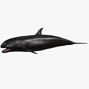 4K False Killer Whale