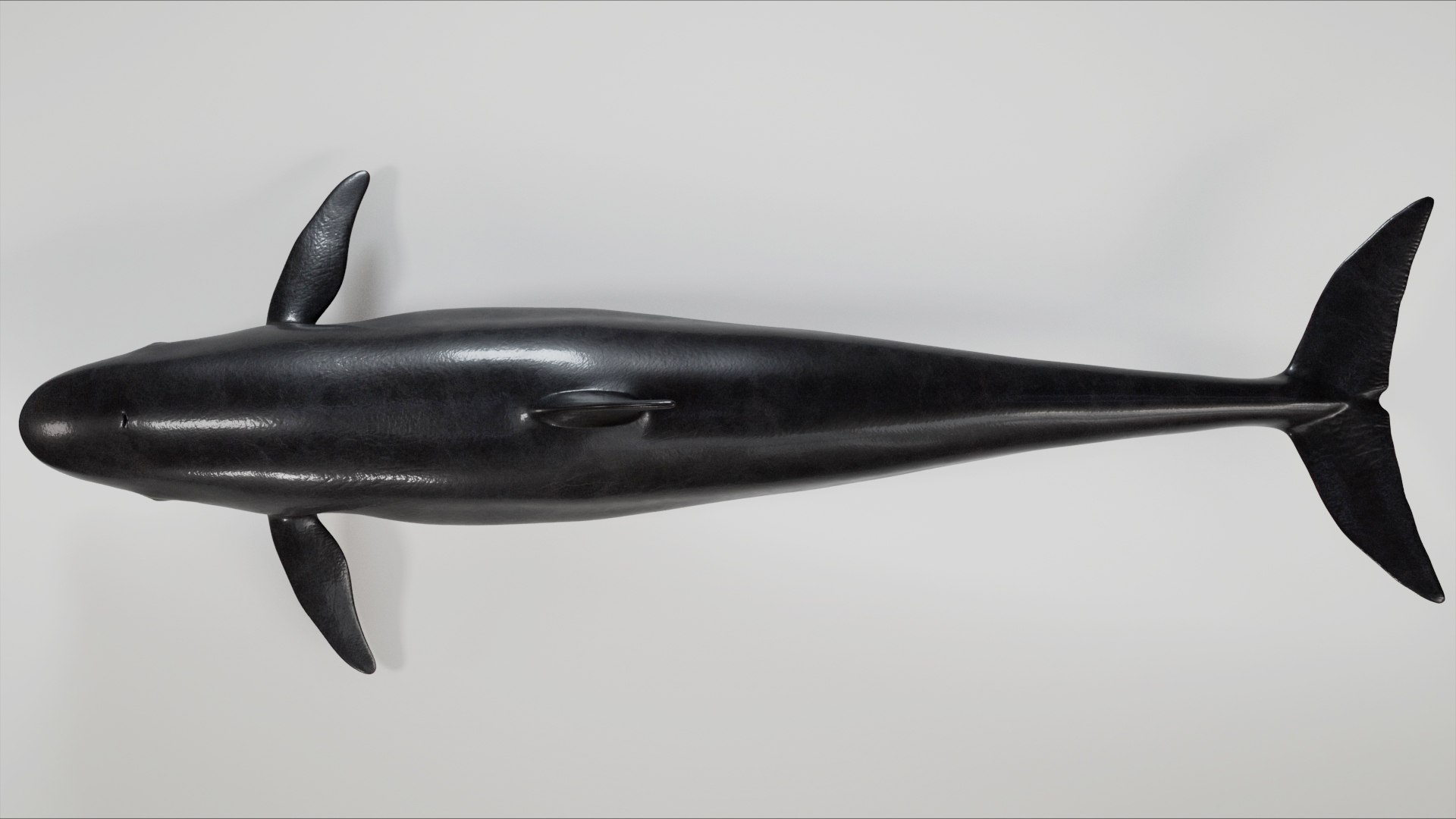3D 4K False Killer Whale model https://p.turbosquid.com/ts-thumb/bz/5o9Ced/s9/s3/jpg/1756908583/1920x1080/fit_q87/c50054dbafe34450ba0cd850b7139e88e143f945/s3.jpg