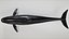 4K False Killer Whale