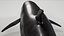 4K False Killer Whale