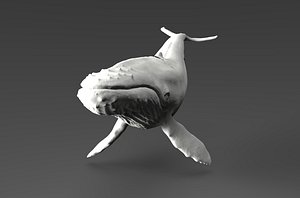 humpback whale 3D model