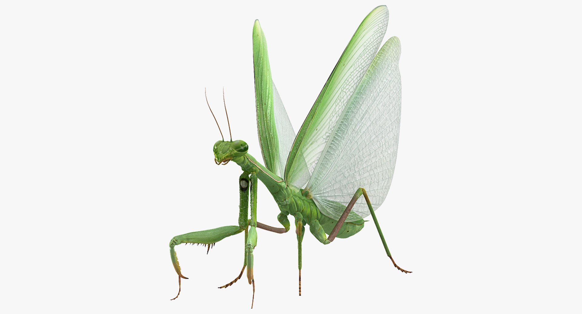 European Mantis with Fur 3D Model 3D model preview