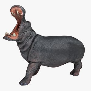 Hippopotamus