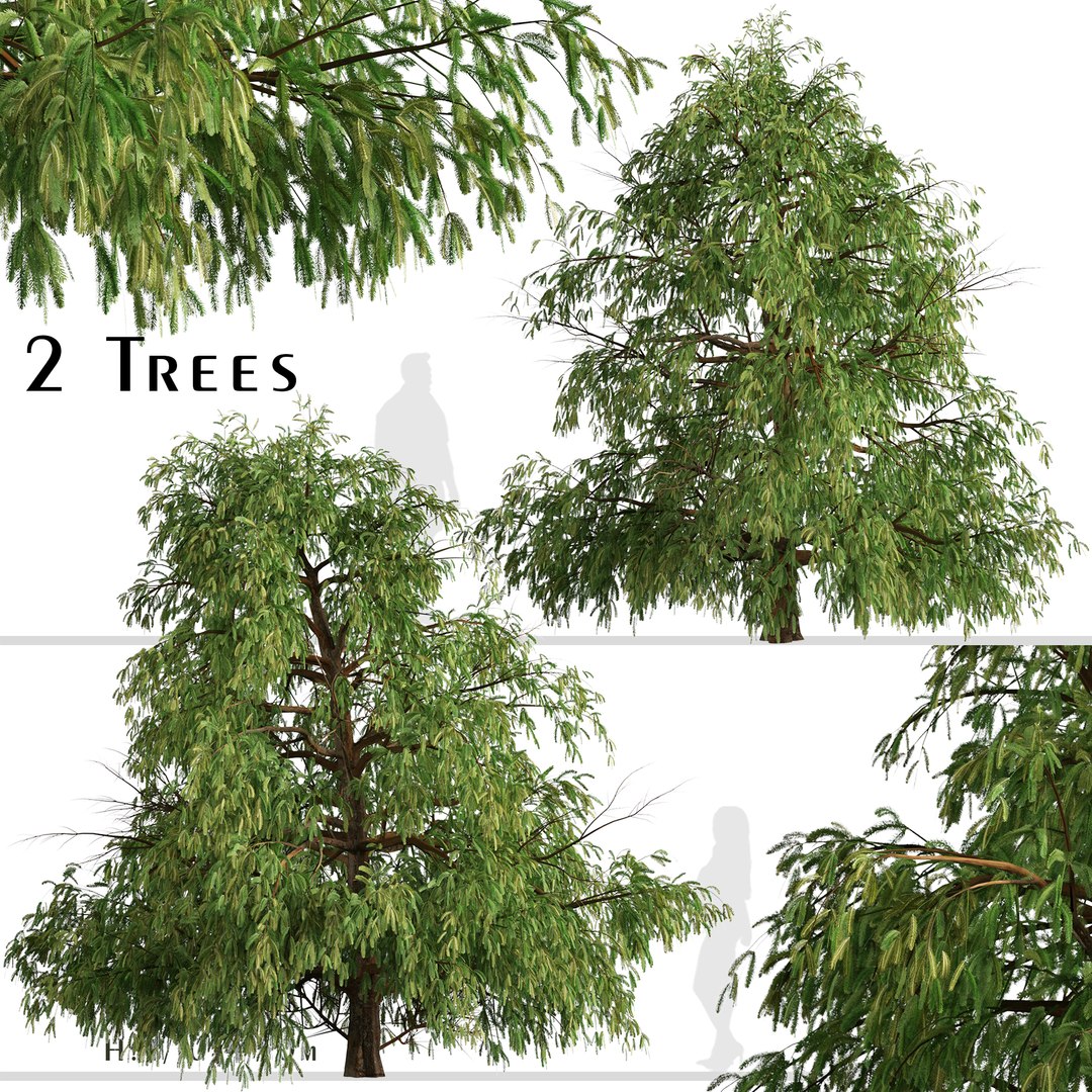 Set Of Cryptomeria Fortunei Or Japanese Cedar Tree - 2 Trees 3D Model ...
