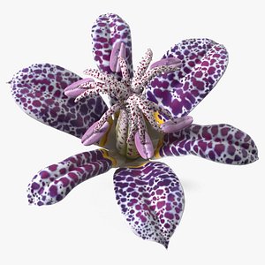 Speckled Tricyrtis Lily Blossom Purple