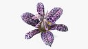 Speckled Tricyrtis Lily Blossom Purple