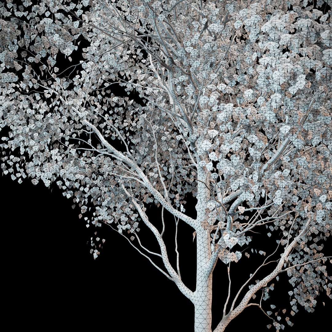 linden tree 3d model