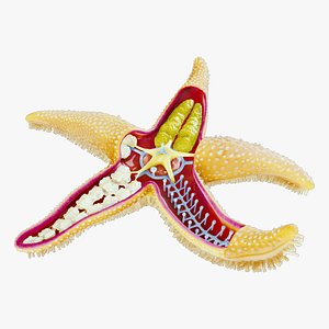 3D model Starfish Sea Star Anatomy