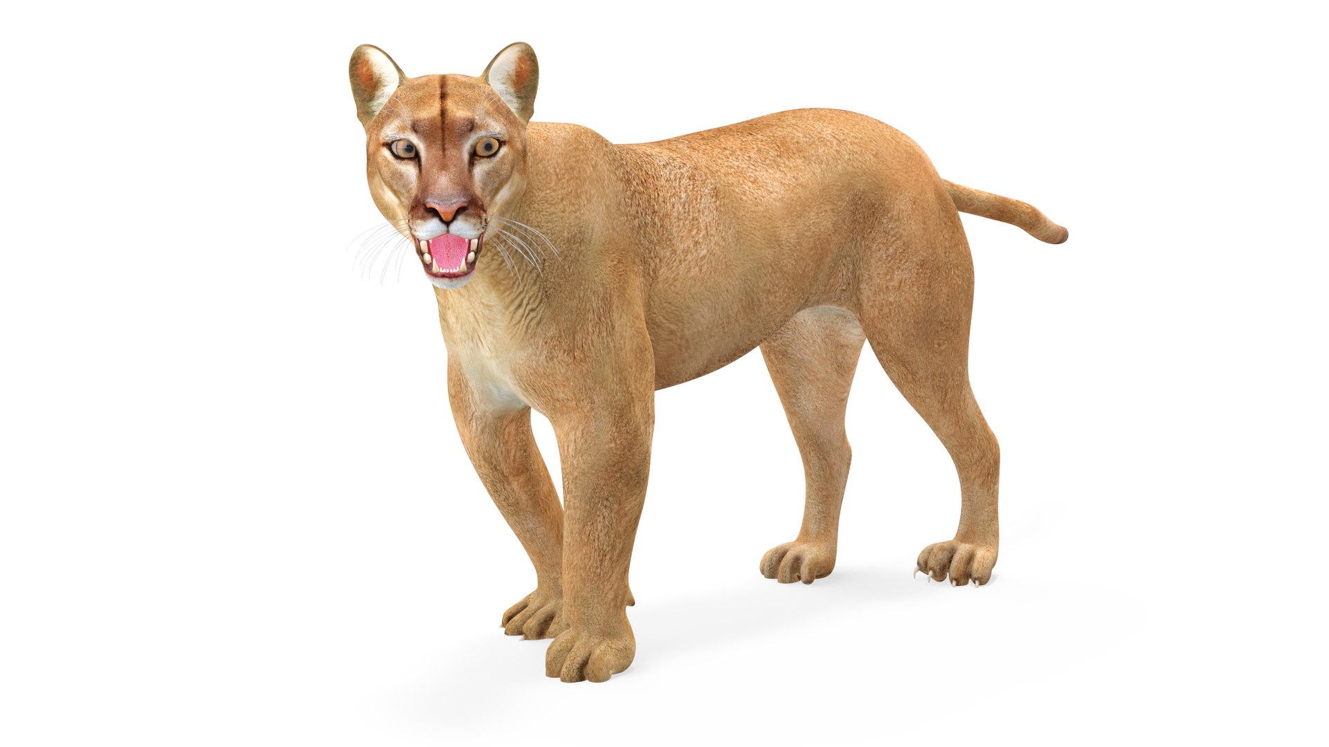 Puma Rigged for Maya 3D model preview