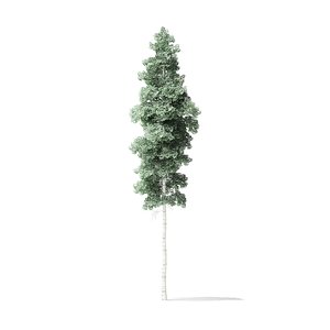 quaking aspen tree 12 3D