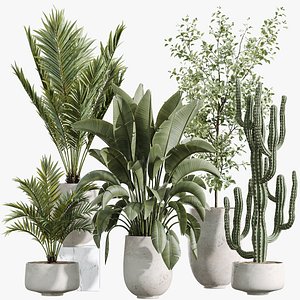 AV Indoor Plants Set 235 Banana Strelitzia Areca Palm Olive Eucalyptus Cactus Euphorbia 3D model