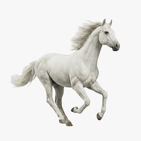 White Horse Rigged Animated