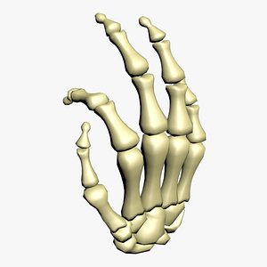 3D Realistic Rigged Skeleton Hand