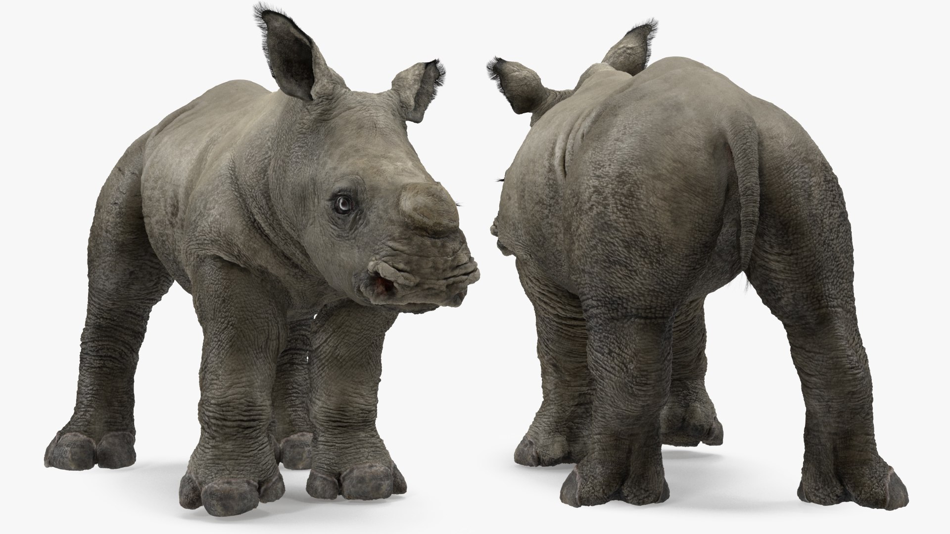 Baby Rhino Fur Rigged 3D model preview