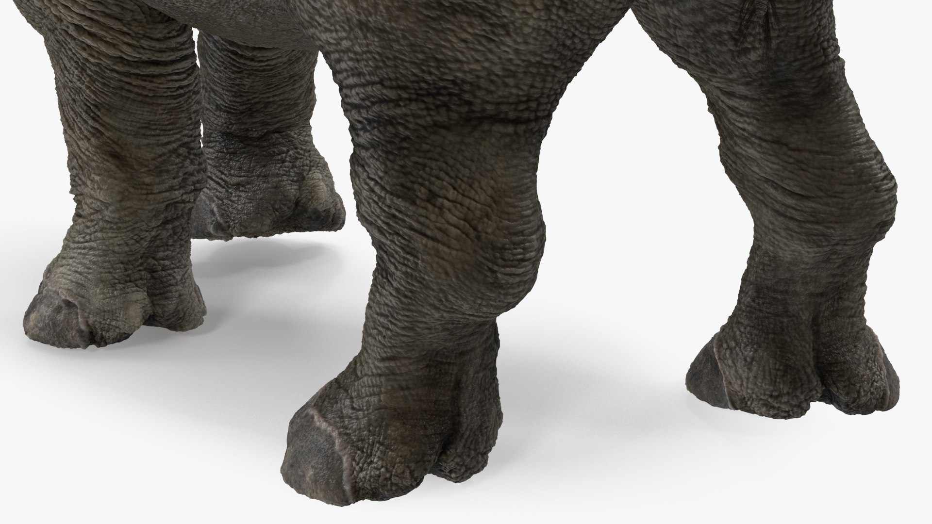 3D baby rhino fur rigged - TurboSquid 1677719