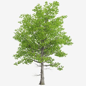 American Beech or Fagus grandifolia Tree - 2 Trees model