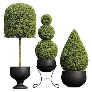 NewPlantFicusConcinnaBonsaiPruned08 corona max
