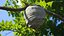Hornet Nest Structure with Organic Wrapping