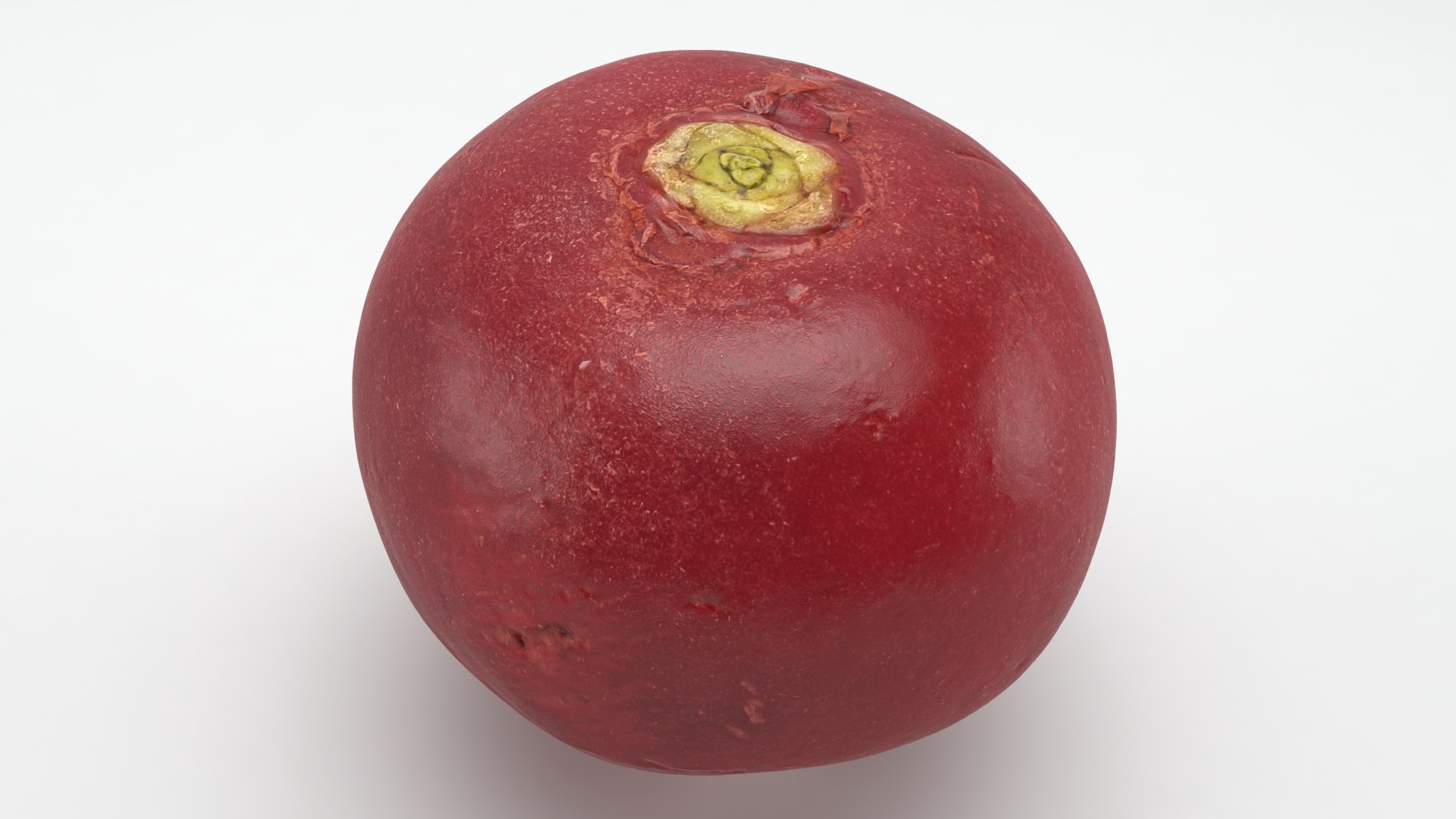 3D Baby Radish https://p.turbosquid.com/ts-thumb/c0/r24gIl/bf/babyradish_a0033/jpg/1622814919/1920x1080/fit_q87/adee5c70aa87fde6ebe51a8d74e5b3811d1e6c2c/babyradish_a0033.jpg