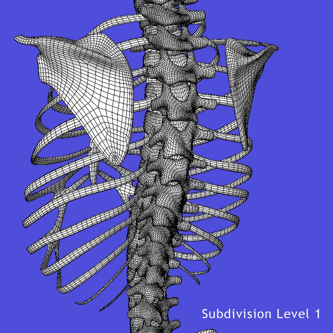skeleton torso 3d obj