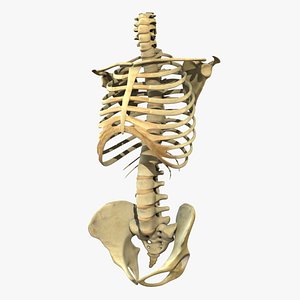 Skeleton Torso